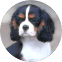 Elevage of Little By L. profile picture